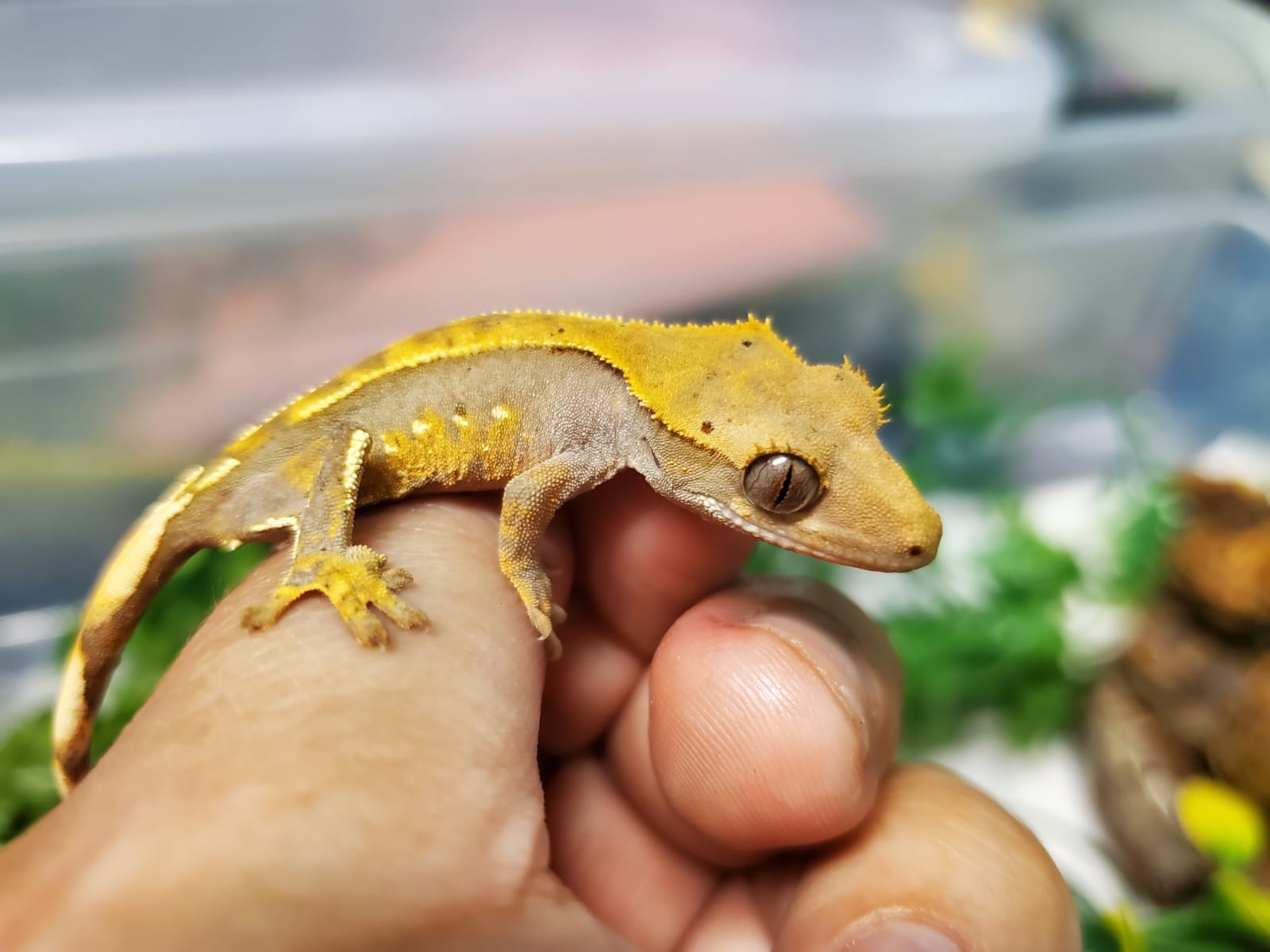 Baby Crested Gecko 3 Ringtail Exotics Pets Baby Crested Gecko 3 Ringtail Exotics Pets